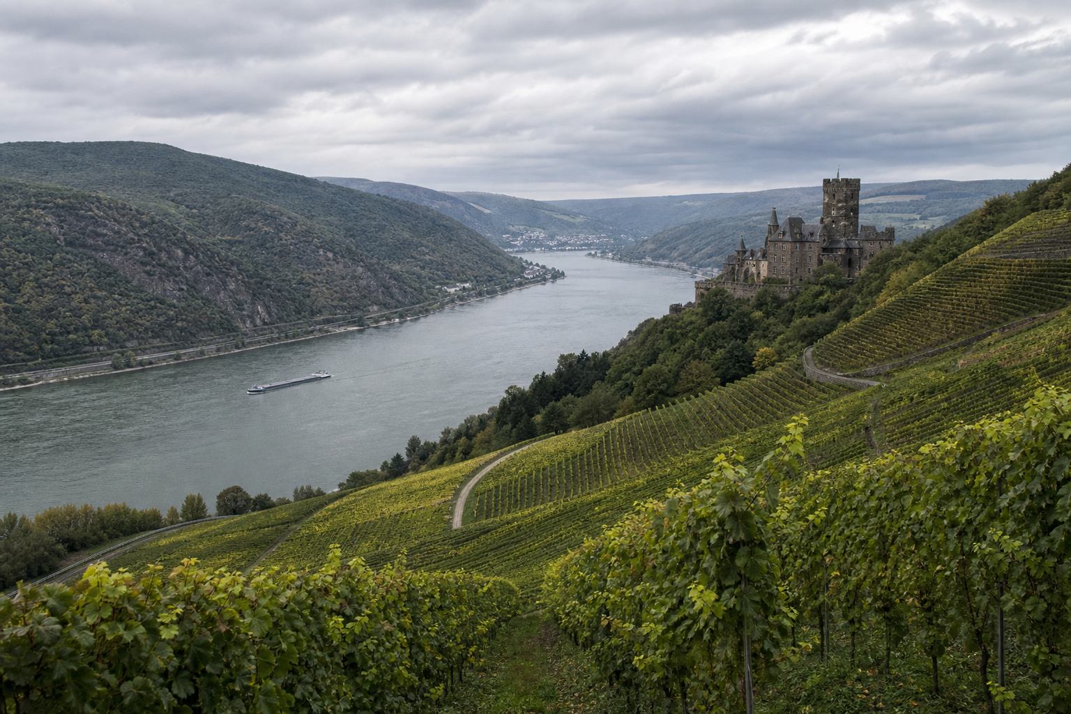 Rheinschleife mit Weinbergen und Burg